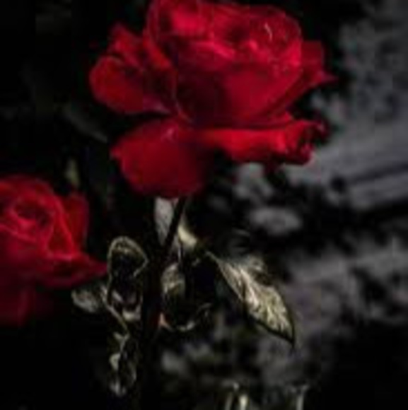 Meet your Posher, Fatima - Picture 1 of 1